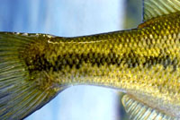 Largemouth Bass Reference Photos - Click Image to Close